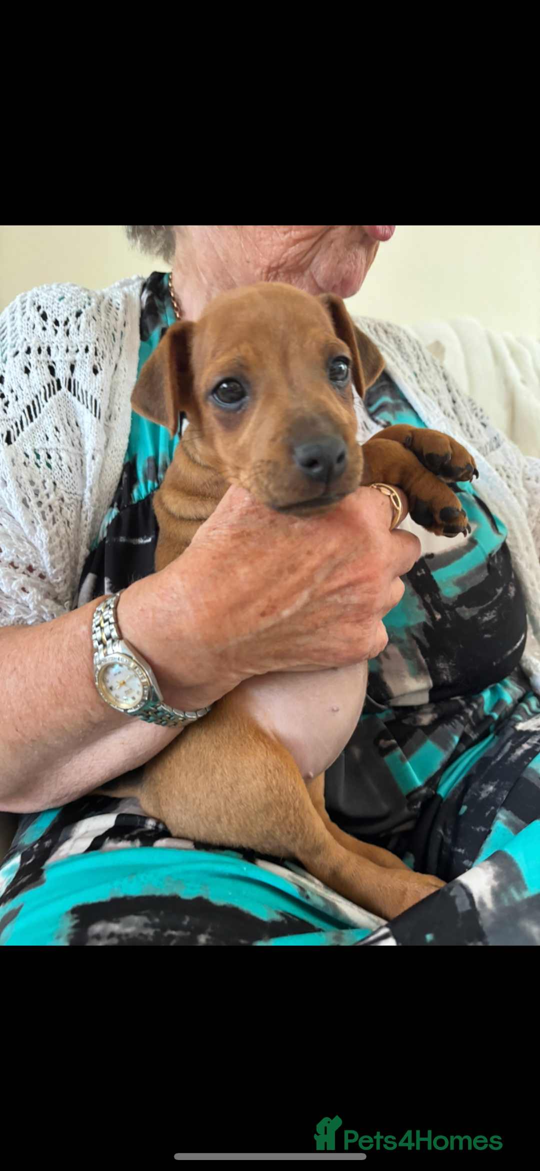 Lakeland Terrier dogs for sale: Red Lakeland terrier bitch - Image 3