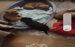 Mixed Breed dogs for sale: Terrier cross with jackrussle - Advert 8