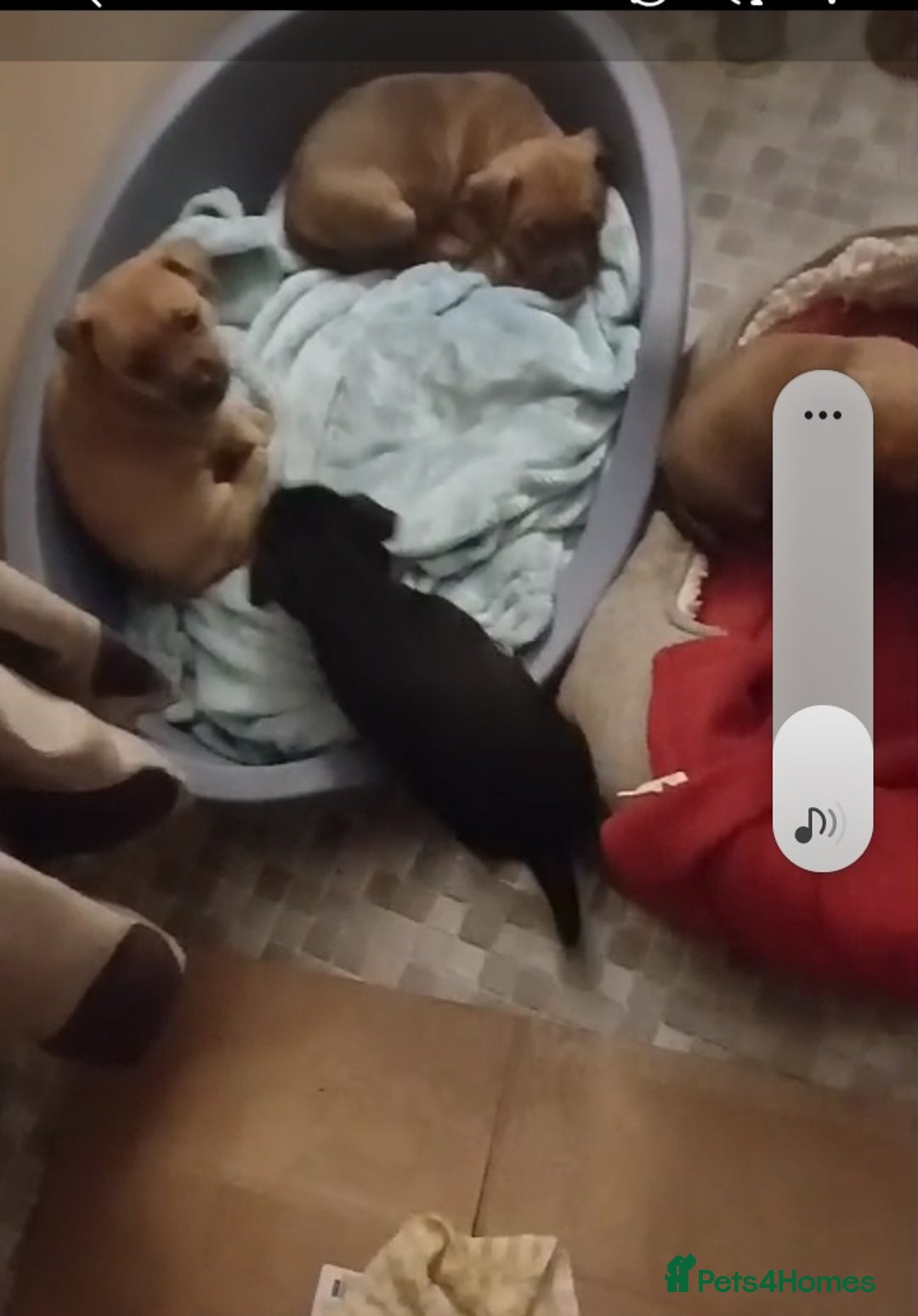 Mixed Breed dogs for sale: Terrier cross with jackrussle - Advert 8