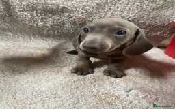 Miniature Dachshund dogs for sale: Miniature dachshund pups - Image 3