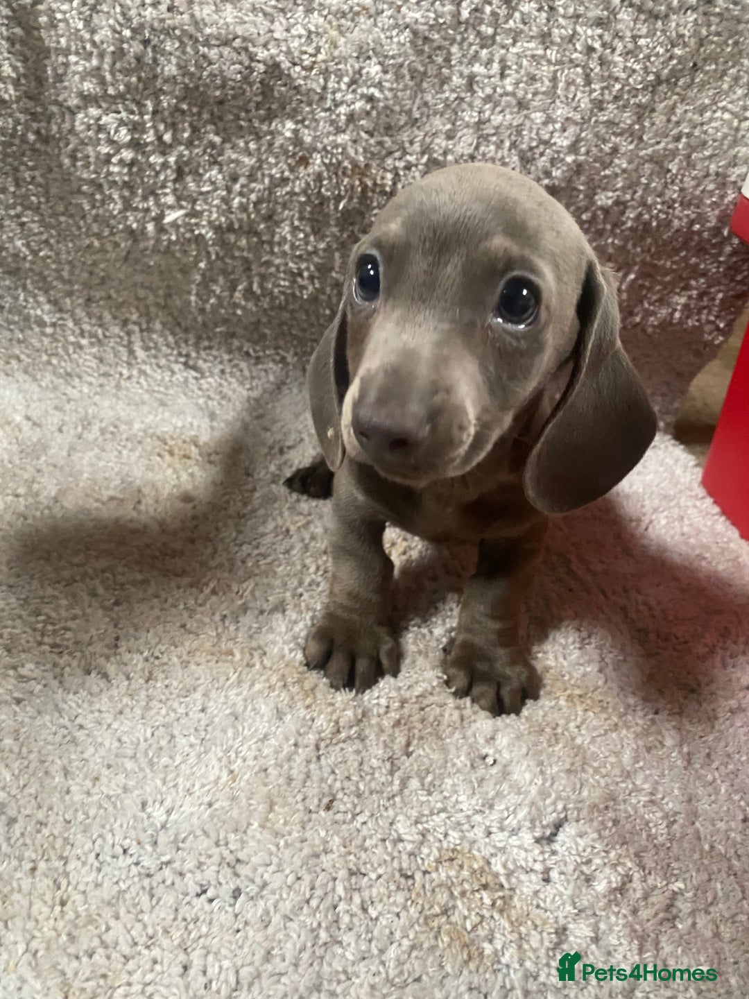 Miniature Dachshund dogs for sale: Miniature dachshund pups - Image 3