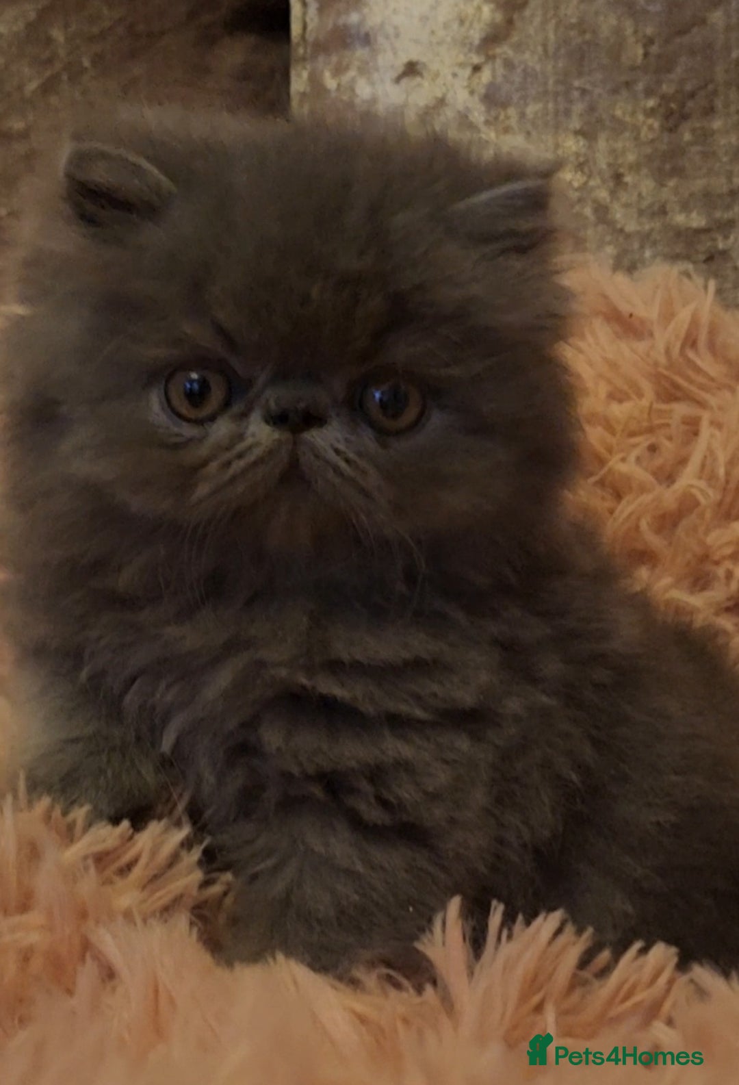 Exotic cats for sale: OUTSTANDING  QUALITY EXOTIC  KITTENS - Image 9