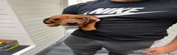 Miniature Dachshund dogs for sale: Stunning fawn miniature dashound⭐️🐶 - Advert 8