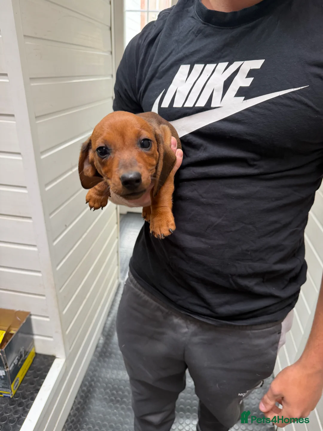 Miniature Dachshund dogs for sale: Stunning fawn miniature dashound⭐️🐶 - Advert 8