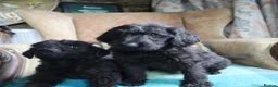 Labradoodle dogs for sale: Labradoodle Puppies Last 2 Boys Price Reduced - Advert 17