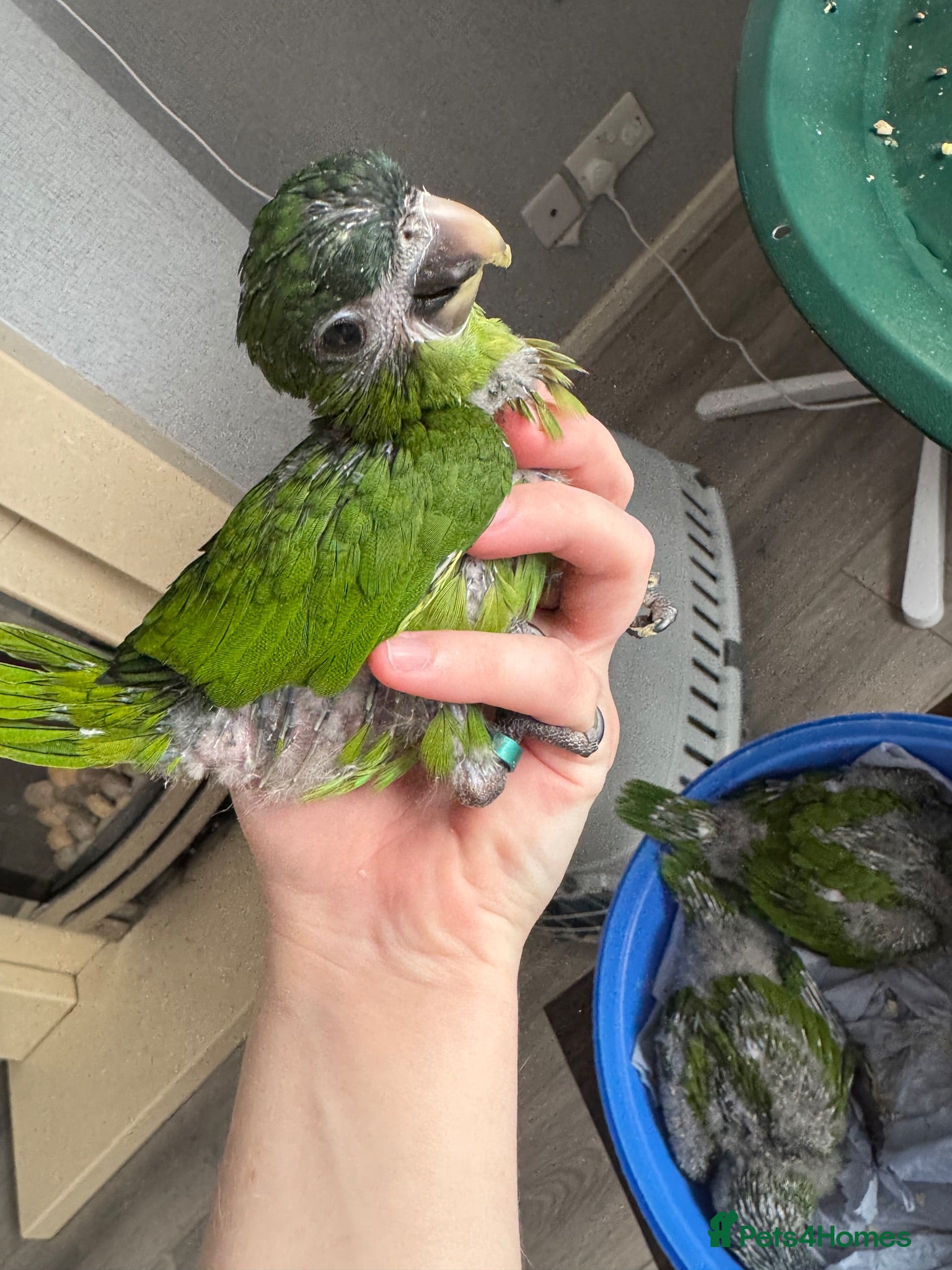 Macaws birds 4 hand reared baby Hahns macaw - 1 LEFT - Advert 7