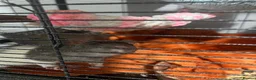Rat rodents for sale: 4 males rats  in Walsall - Advert 2