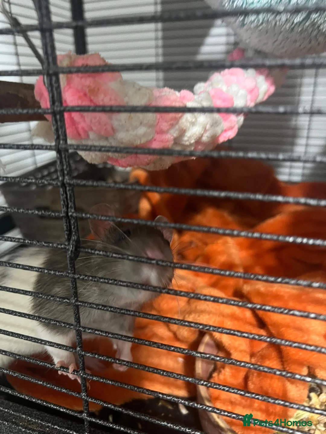 Rat rodents for sale: 4 males rats  in Walsall - Advert 2