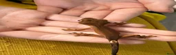 Gecko reptiles for sale: Various Crested Gecko Babies - Advert 3