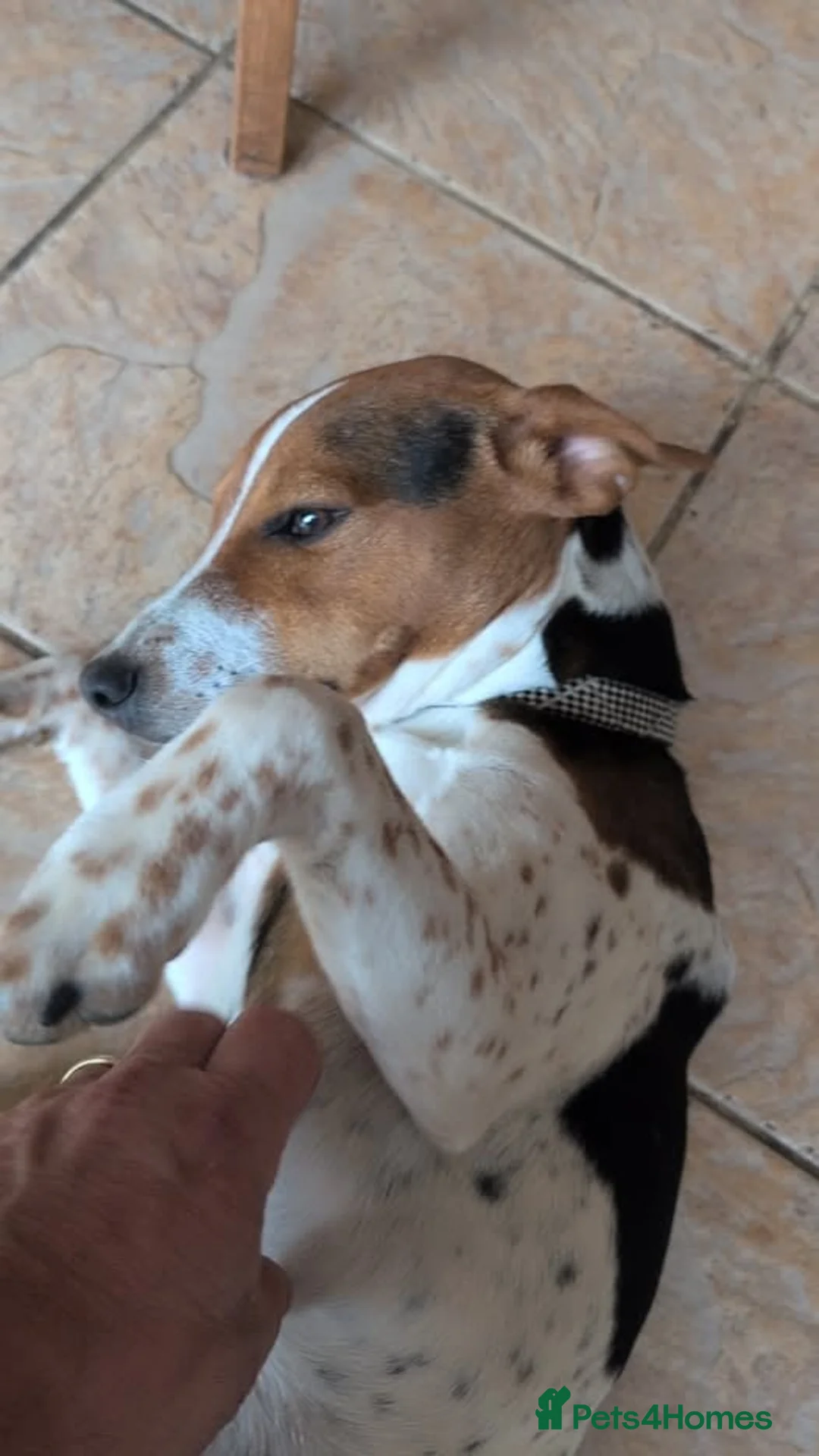 Mixed Breed dogs for sale: Jack Russell Cross need loving home - Advert 5