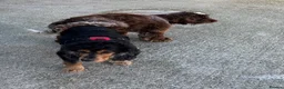 Cocker Spaniel dogs for sale: Gorgeous Cocker Spaniel pups for sale! - Advert 12