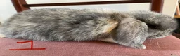 Mini Lop rabbits for sale: Beautiful Mini Lop Babies in Loughborough - Advert 7