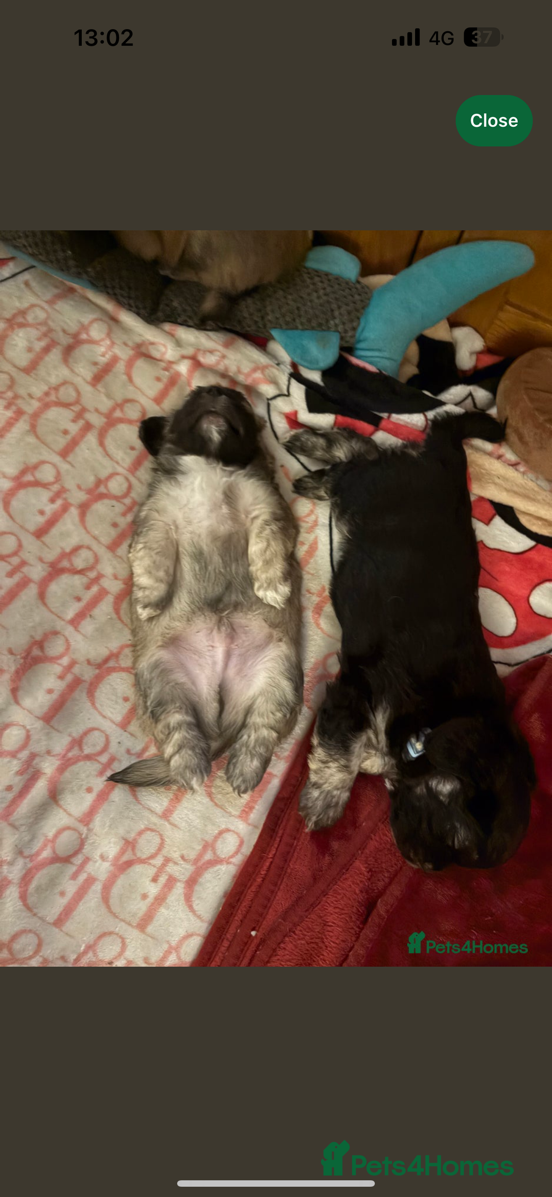 Mixed Breed dogs for sale: 3 beautiful froodle pups for sale 1 girl 2 boys - Image 2