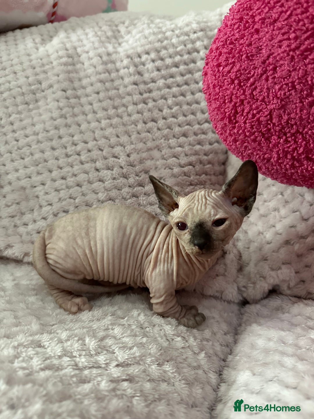 Sphynx cats for sale: Bambino kittens Ready now! - Advert 19