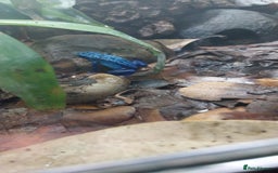 Gecko reptiles for sale: Mourning Gecko hatchlings. - Image 28