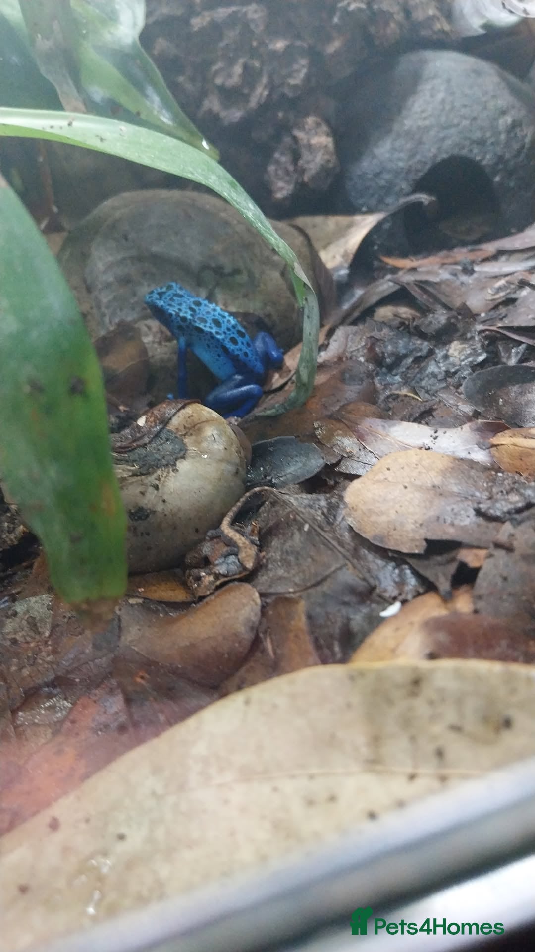 Gecko reptiles for sale: Mourning Gecko hatchlings. - Image 28