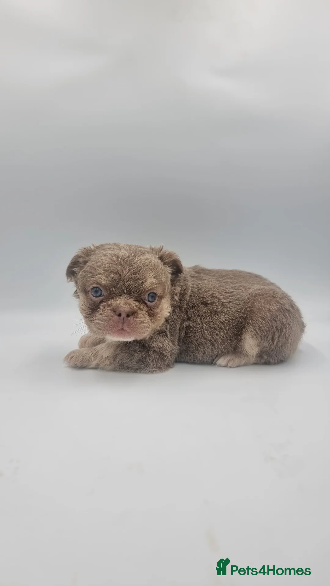 French Bulldog dogs for sale: KC REG FLUFFY NEWSHADE FRENCHBULLDOG PUPPIES  in Sheffield - Advert 16