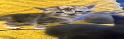 Domestic Shorthair cats for sale: 4 Beautiful Domestic Shorthair Kittens  - Advert 18