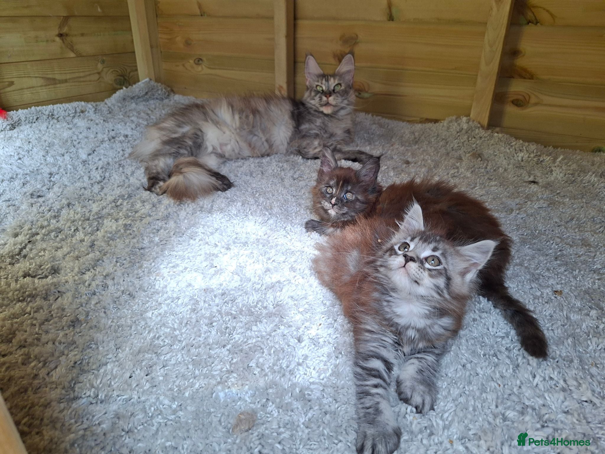 Maine Coon cats Pure Tica active Main Coon kittens - Advert 1