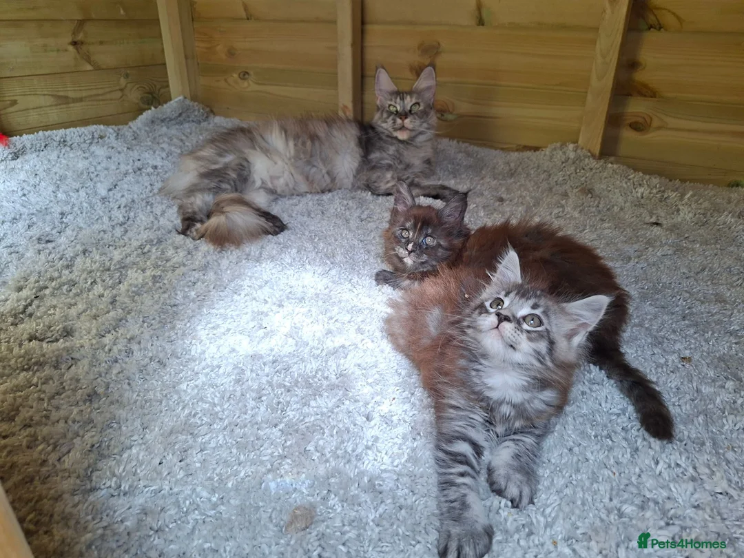 Maine Coon cats for sale: Pure Tica active Main Coon kittens - Advert 1