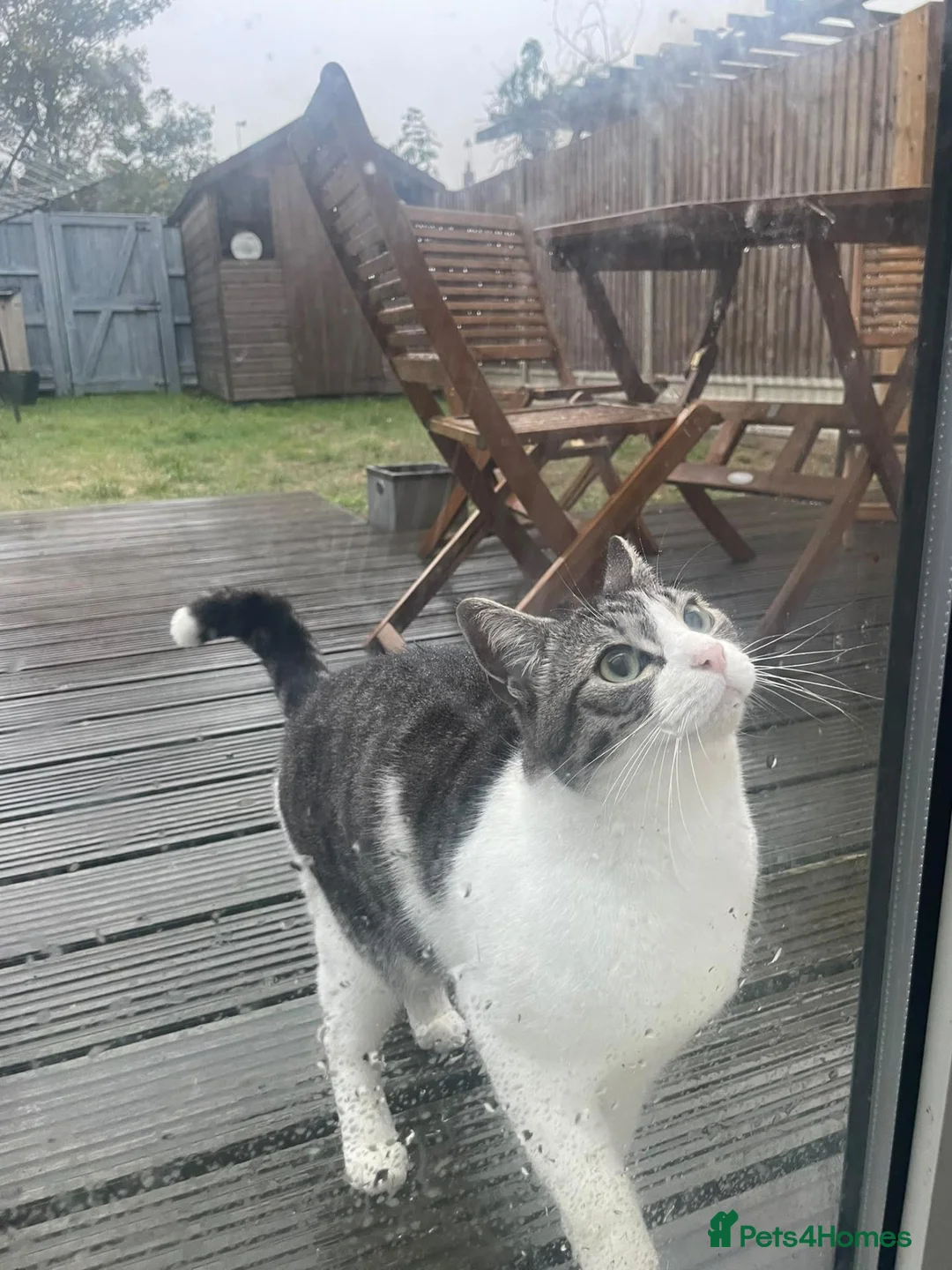 Mixed Breed cats for sale: Forever homes wanted - Advert 2