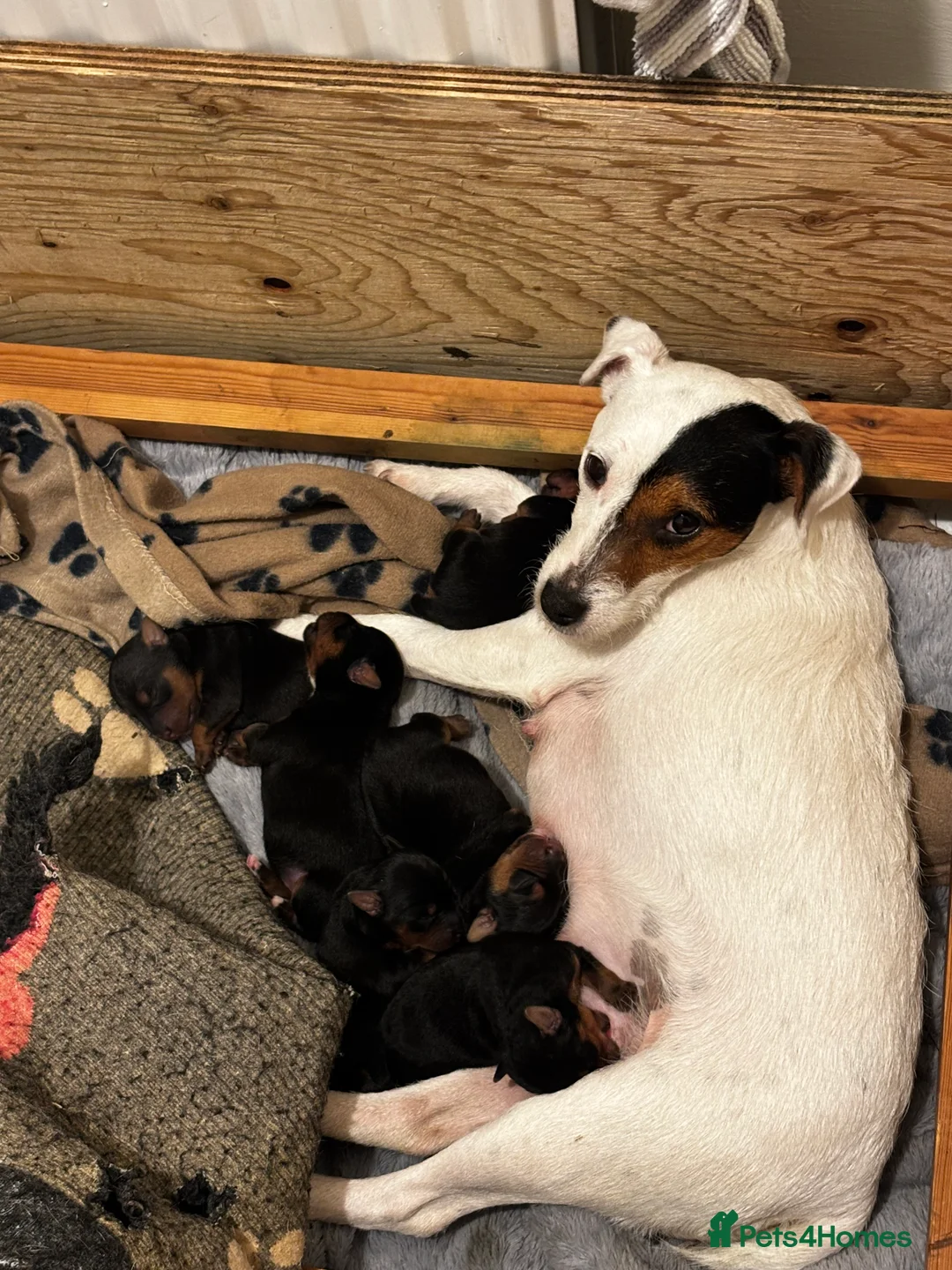 Mixed Breed dogs for sale: SOLD STC Jack Russel X Lakeland Terriers  - Advert 5