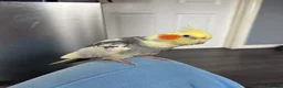 Cockatiels birds for sale: Beautiful 2 year old male cockatiel (Tikey) - Advert 6