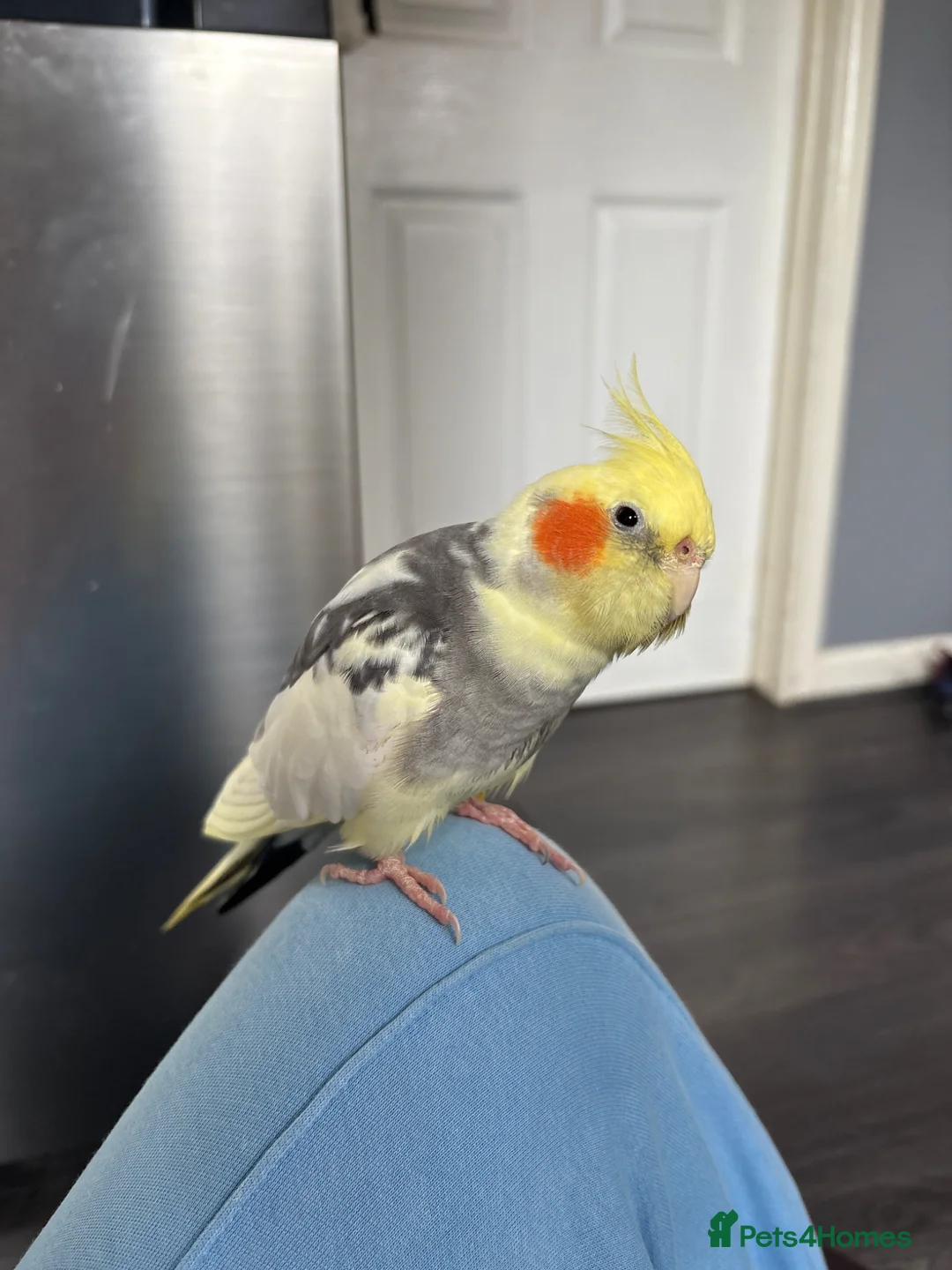 Cockatiels birds for sale: Beautiful 2 year old male cockatiel (Tikey) - Advert 6