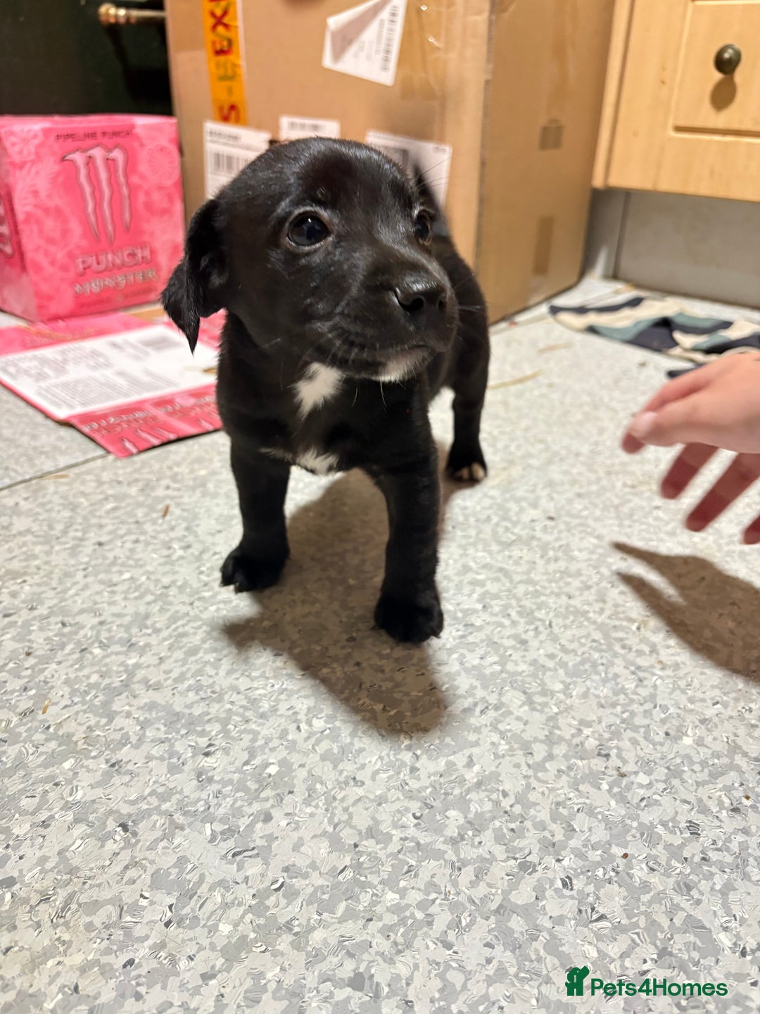 Mixed Breed dogs for sale: Male cocker-jack - Image 4