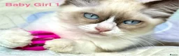 Ragdoll cats for sale: Socialised Baby Ragdoll Kittens ready now  - Advert 20