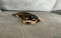 Cocker Spaniel dogs for sale: ✨show type cocker spaniel ✨ - Image 15