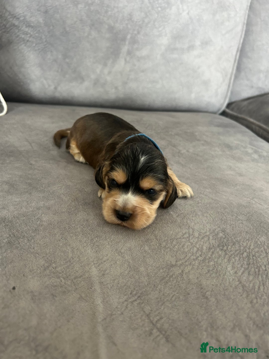 Cocker Spaniel dogs for sale: ✨show type cocker spaniel ✨ - Image 15