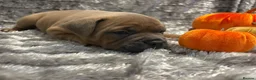Mixed Breed dogs for sale: Beautiful staffy cross classic bully pups! - Advert 8