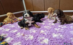 Cockapoo dogs for sale: F1 RARE COLOUR HEALTH TESTED COCKAPOOS FOR SALE - Image 8
