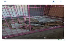Dachshund dogs for sale: Dachshund puppies  - Image 14