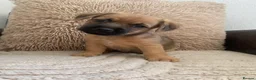 Mixed Breed dogs for sale: Last male Border/Cairn Terriers - Advert 14