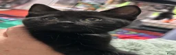 Domestic Shorthair cats for sale: 5 Beautiful kittens, READY TO GO!  - Advert 24
