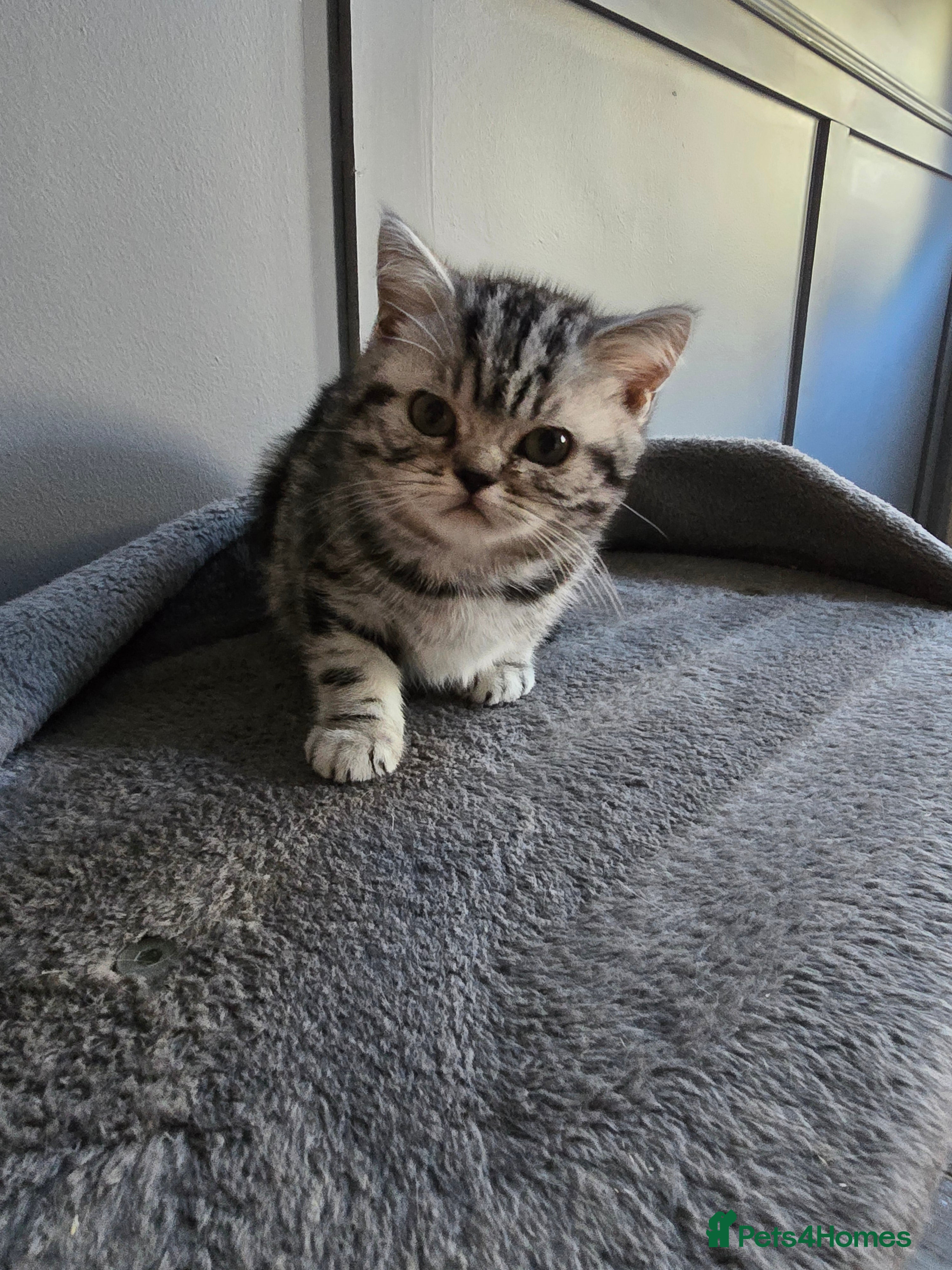 British Shorthair cats Last Beautiful bsh silver tabbie girl  - Advert 17