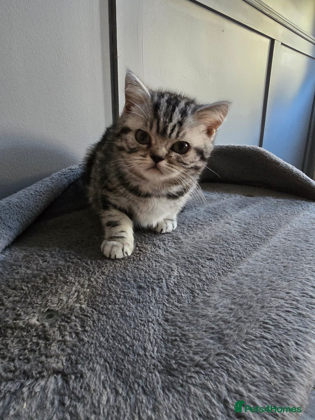 British Shorthair cats for sale: Last Beautiful bsh silver tabbie girl  - Advert 1