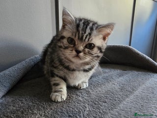 British Shorthair cats Last Beautiful bsh silver tabbie girl - Advert 3