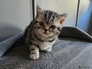 British Shorthair cats Last Beautiful bsh silver tabbie girl - Advert 5
