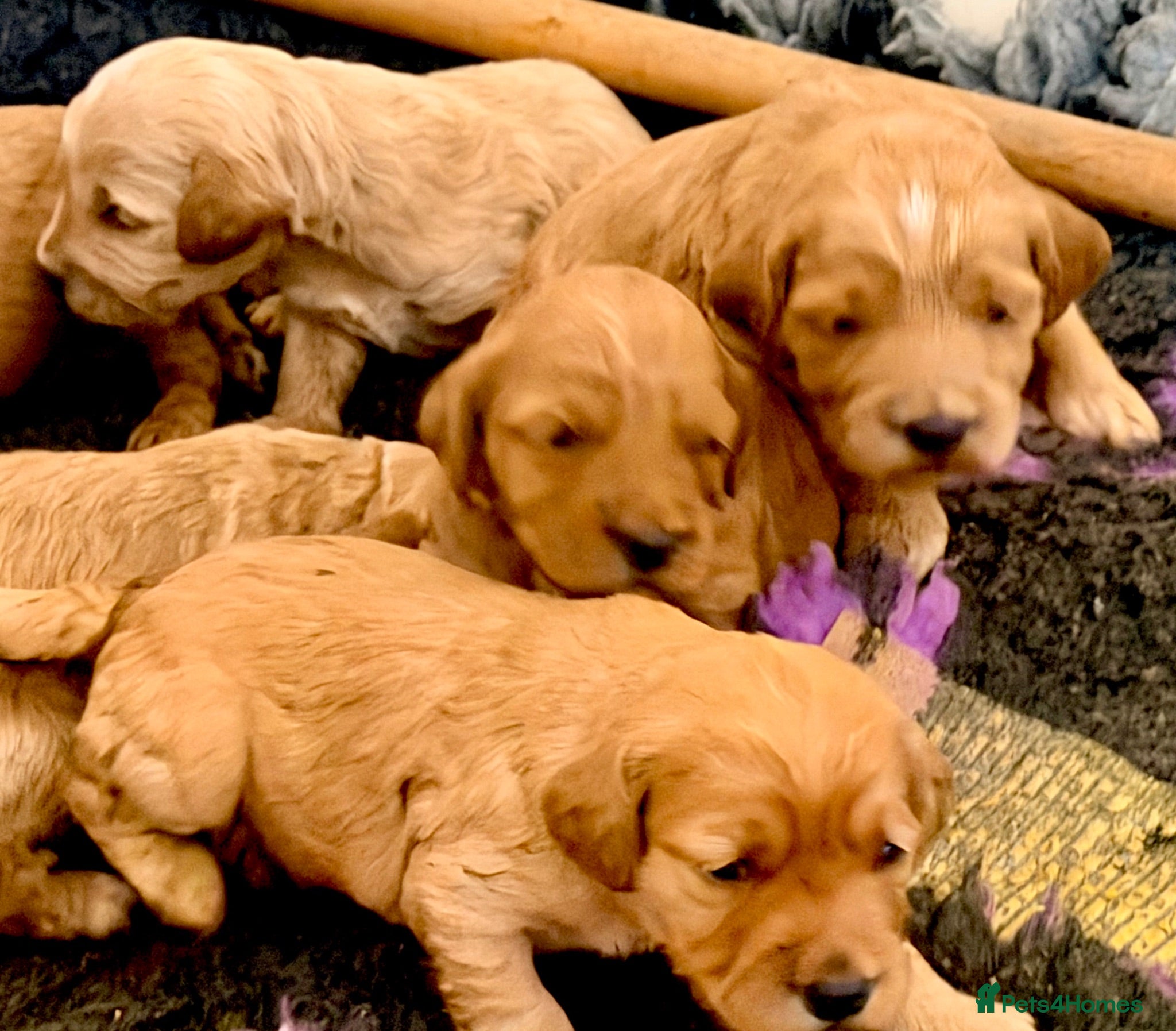 Cockapoo dogs Exceptional family pets top quality cockapoo’s - Advert 1