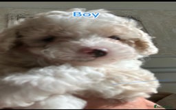 Poochon dogs for sale: F1 poochon puppies   - Image 5