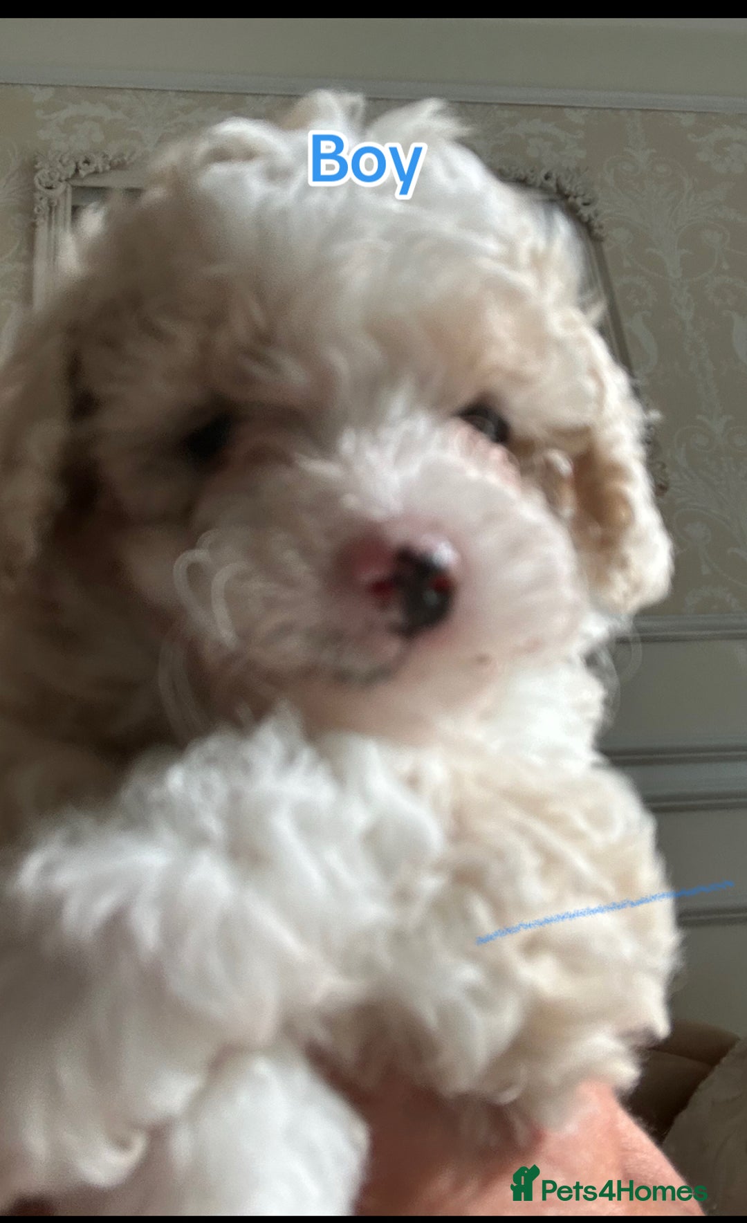 Poochon dogs for sale: F1 poochon puppies   - Image 5