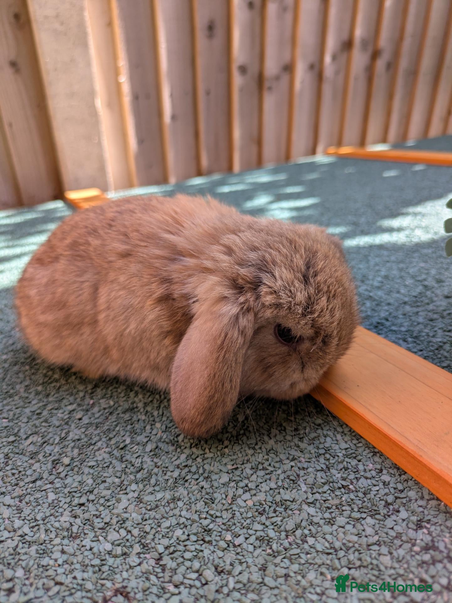 Mini Lop rabbits 2 x baby rabbits availiable (read description) - Advert 21