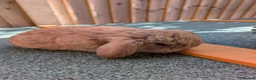 Mini Lop rabbits for sale: 2 x baby rabbits availiable (read description) - Advert 1