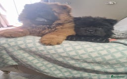 Chow Chow dogs for sale: KC uk registered chow chow puppies  - Image 6
