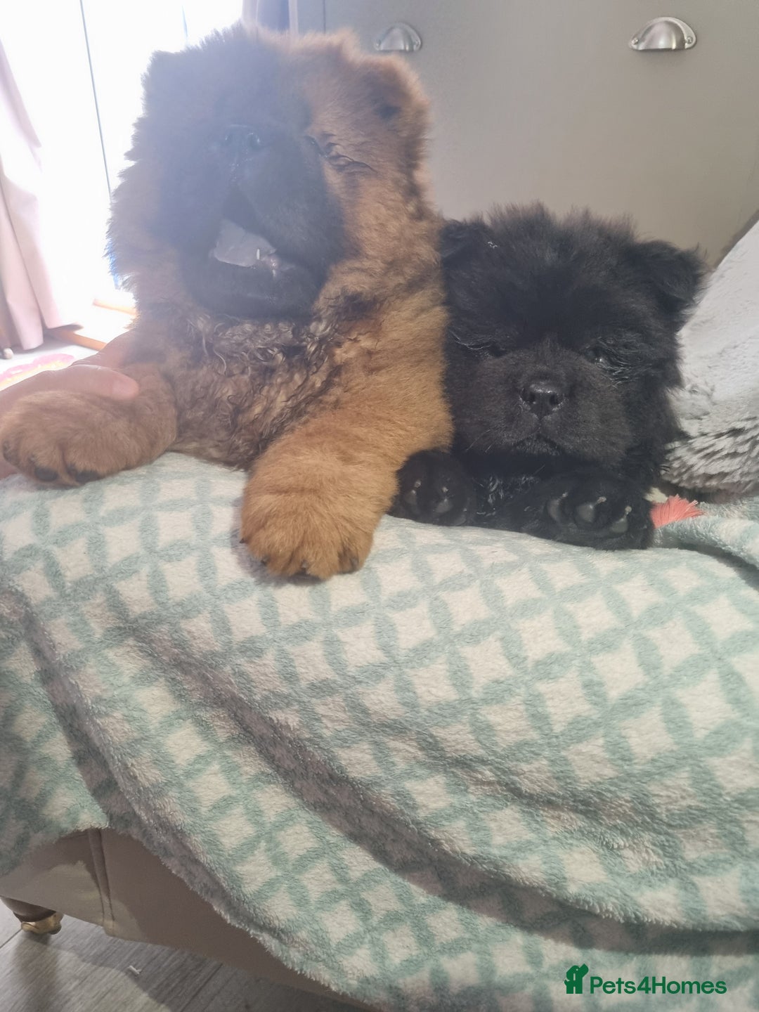 Chow Chow dogs for sale: KC uk registered chow chow puppies  - Image 6
