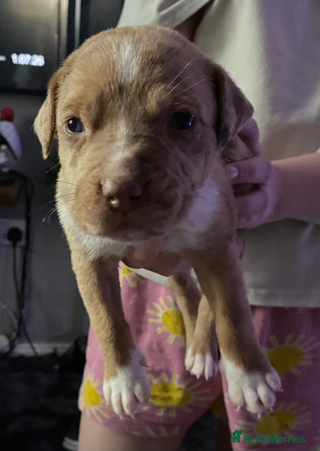 Mixed Breed dogs for sale: Cane corso x  - Image 25