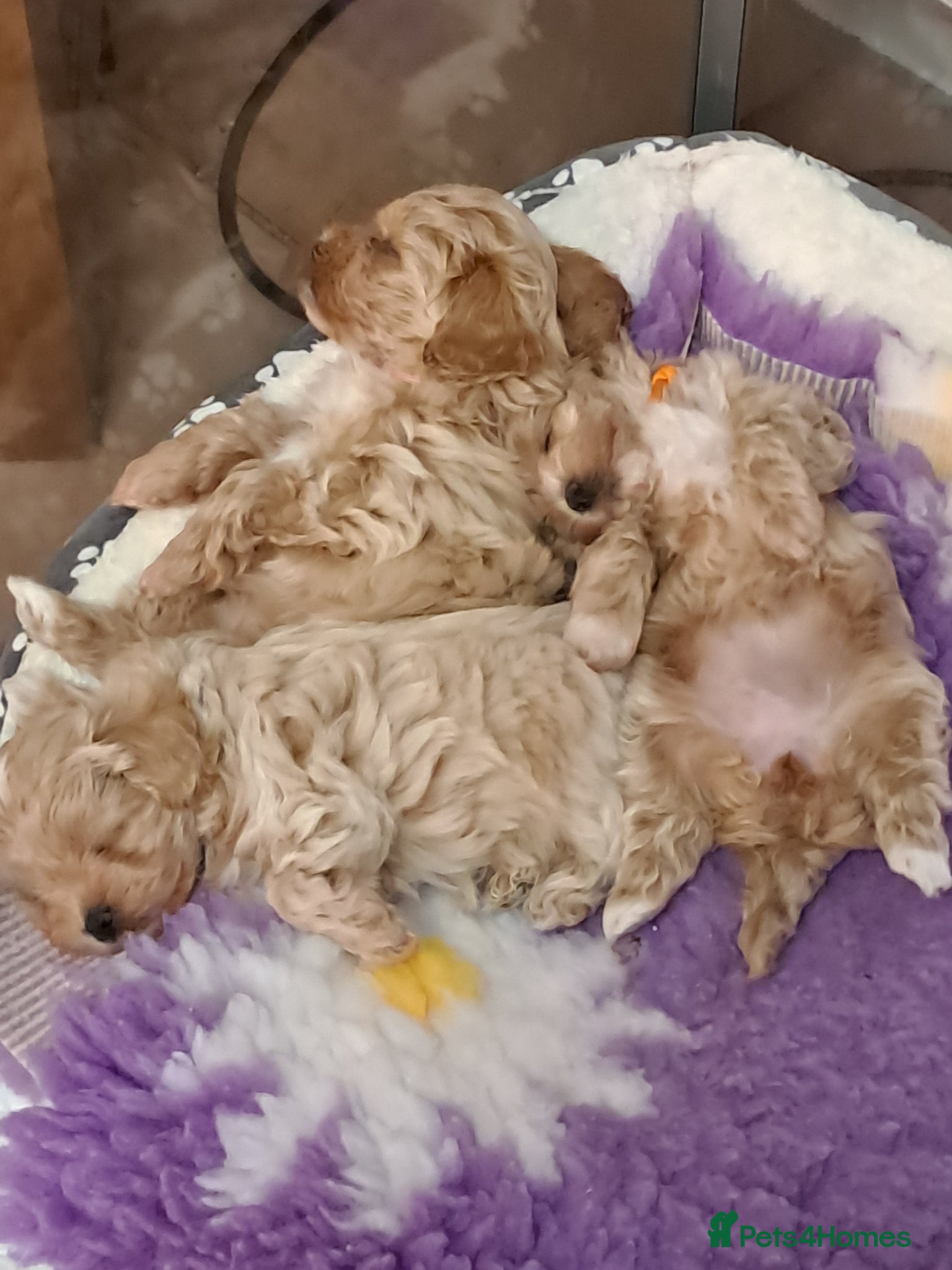 Maltipoo dogs Beautiful Maltipoo Pups - Advert 2